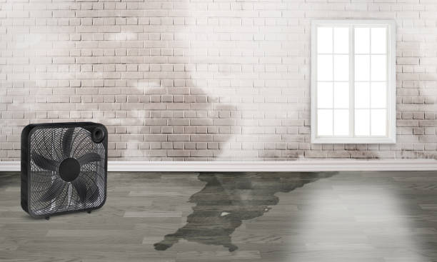 Best Professional water damage repair  in Rockwood, VA
